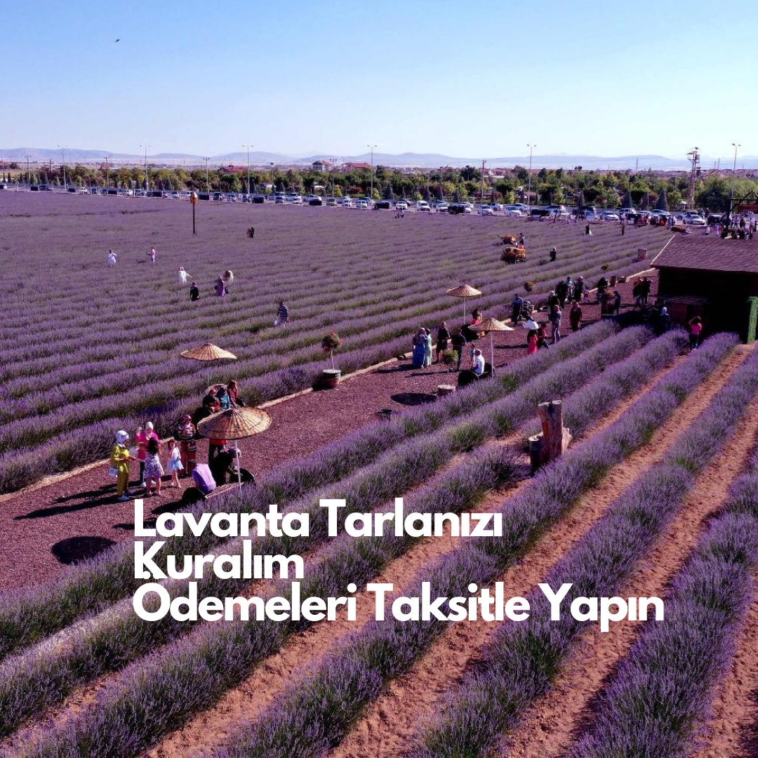 Alım Garantili Lavanta Bahçesi Kurulumu Yapıyoruz. Yarısını şimdi öde, kalanı taksitle