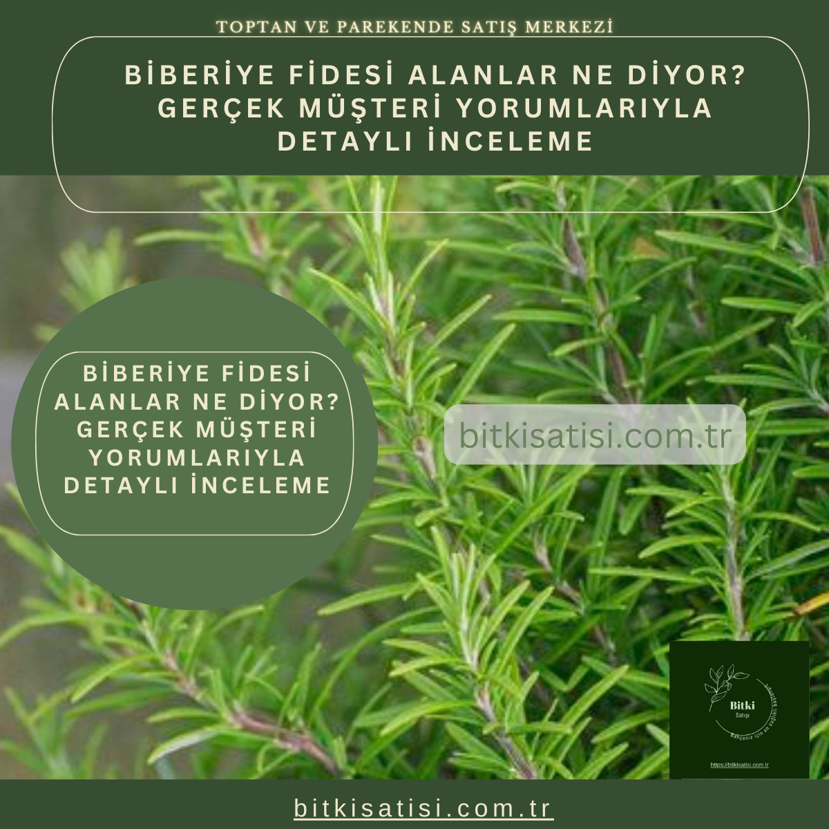 Biberiye Fidesi Alanlar Ne Diyor? Gerçek Müşteri Yorumlarıyla Detaylı İnceleme