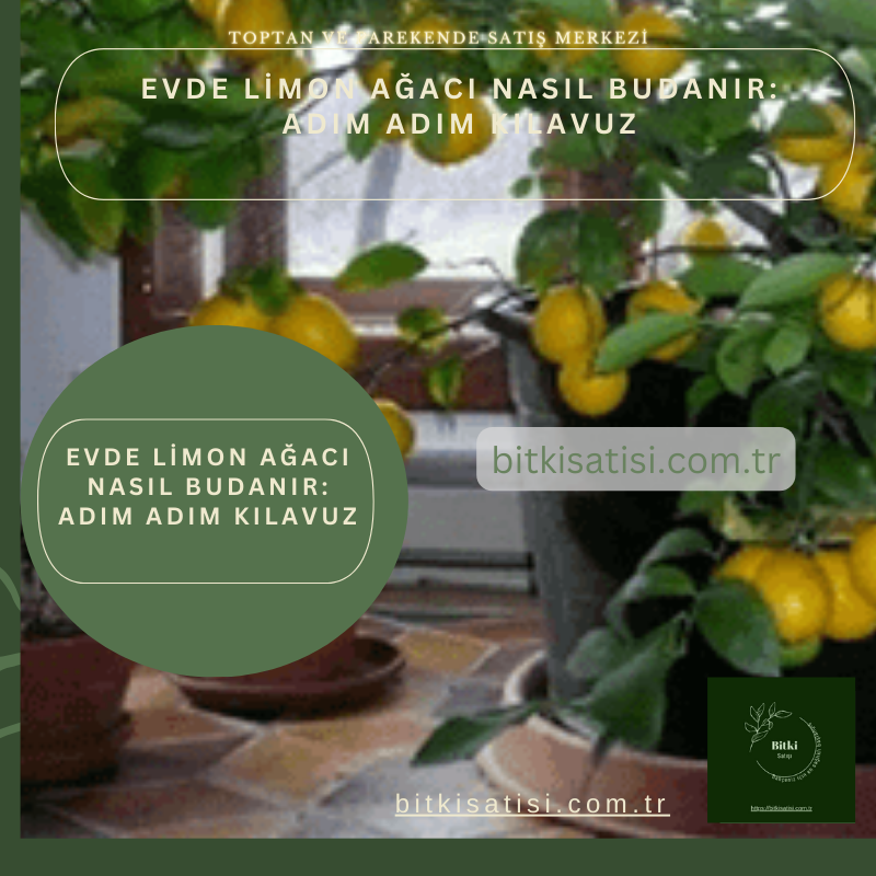 Evde Limon Ağacı Nasıl Budanır: Adım Adım Kılavuz
