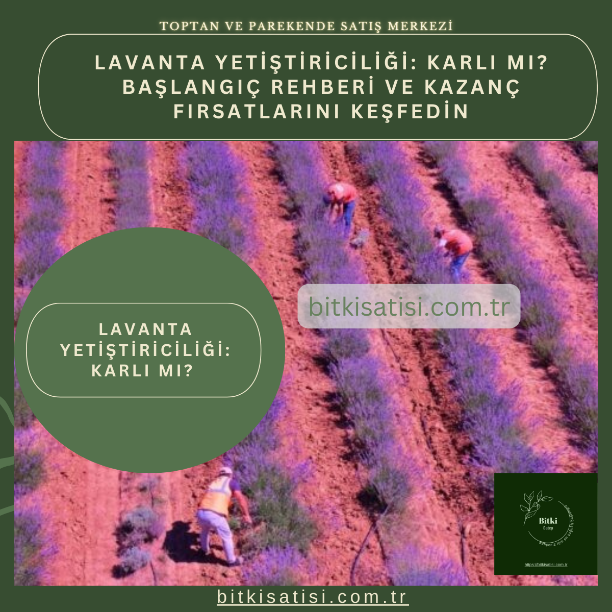 Lavanta Yetiştiriciliği: Karlı mı? Başlangıç Rehberi ve Kazanç Fırsatlarını Keşfedin