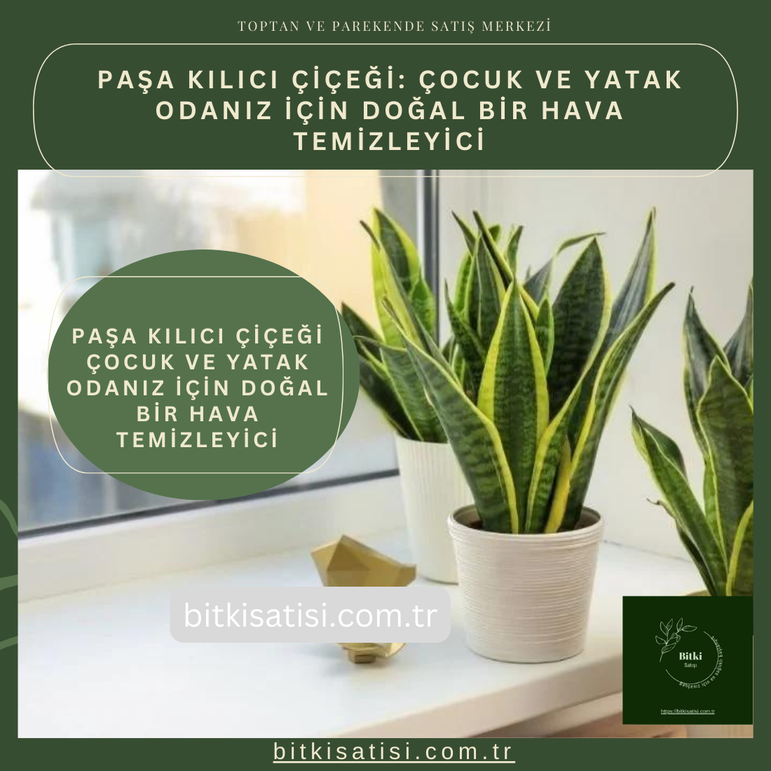 Paşa Kılıcı Çiçeği Çocuk ve Yatak Odanız için Doğal Bir Hava Temizleyici