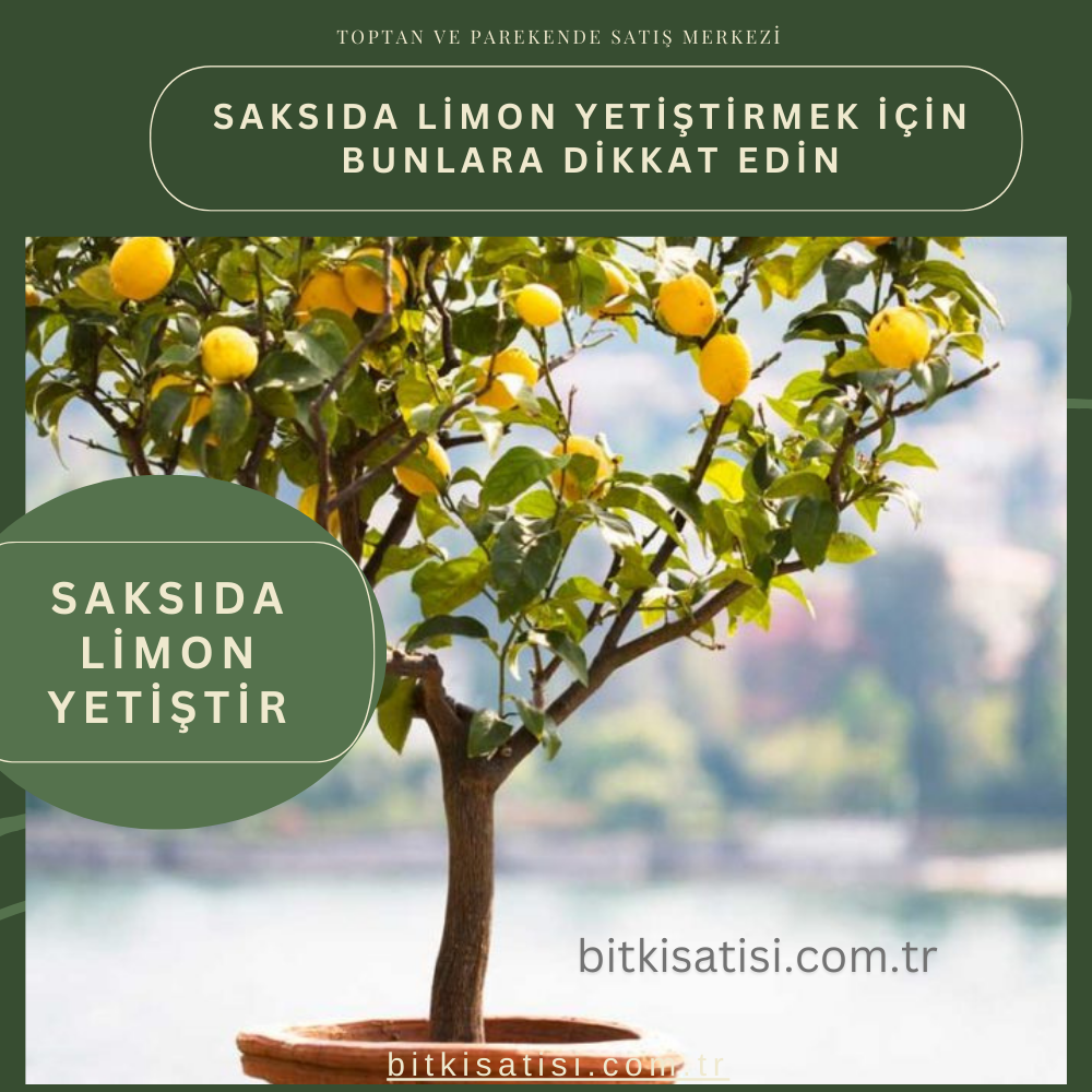 Saksıda limon yetiştirmek için mutlaka bunlara dikkat edin