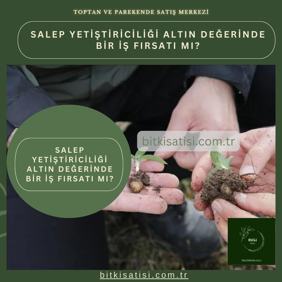 Salep Yetiştiriciliği Altın Değerinde Bir İş Fırsatı mı?