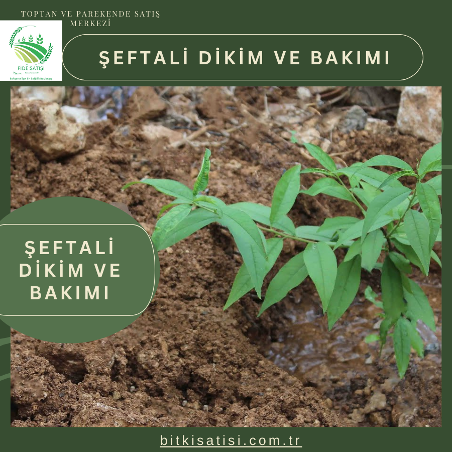 Şeftali Fidanı Dikimi ve Bakımı: Adım Adım Rehber