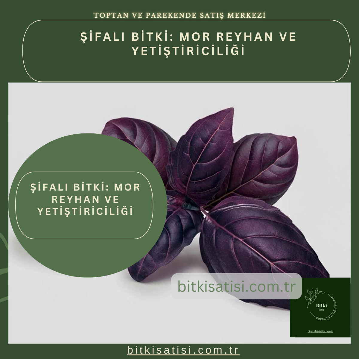 Şifalı Bitki  Mor Reyhan ve Yetiştiriciliği