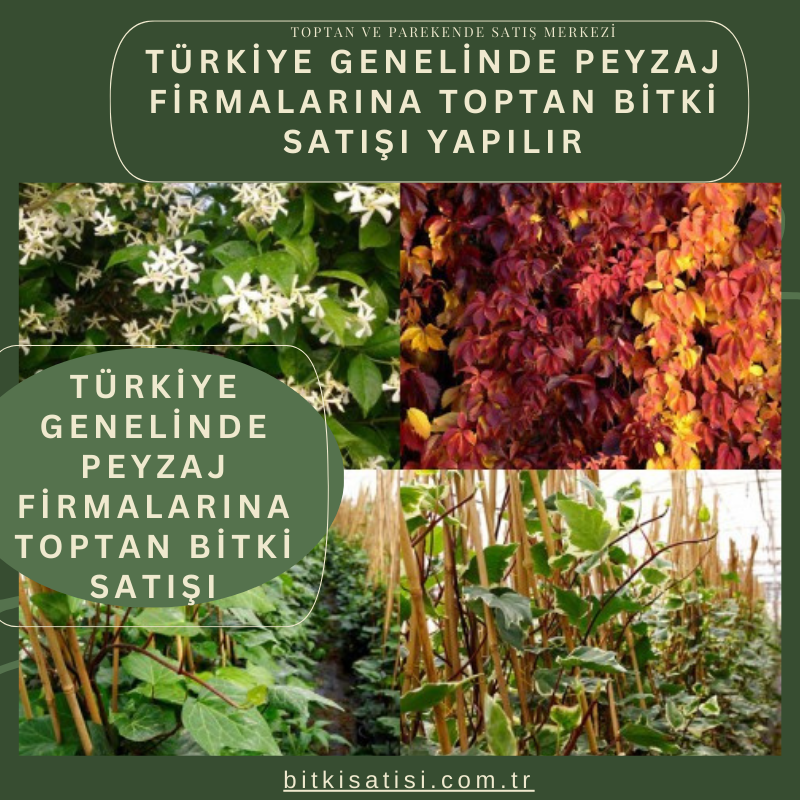 Türkiye Genelinde Peyzaj Firmalarına Toptan Bitki Satışı Yapılır