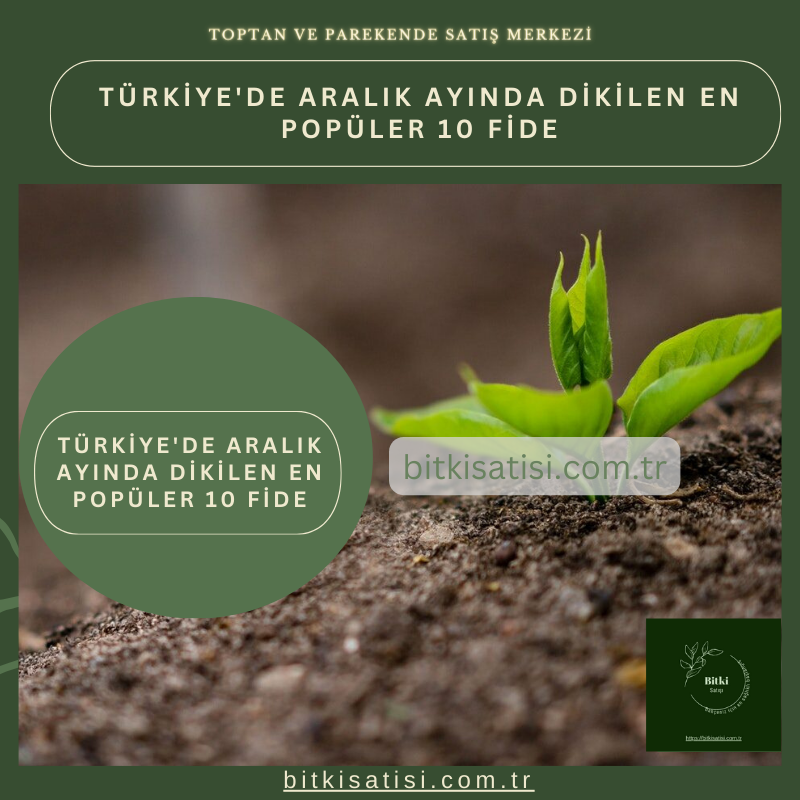 Türkiye'de Aralık Ayında Dikilen En Popüler 10 Fide