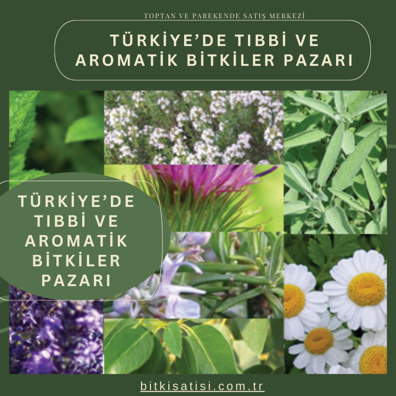 Türkiye’de tıbbi ve aromatik bitkiler pazarı nedir?