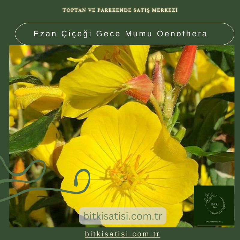 Akşamları Açan Göz Alıcı Çiçekler: Ezan Çiçeği (Gece Mumu) Oenothera