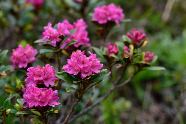 Alpine Roses: Güçlü ve Sağlam Bitkilerle Bahçenize Doğal Güzellik