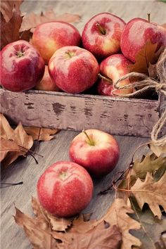 Autumn Elma Fidanı ile Tatlı ve Ekşi Arasında Mükemmel Bir Denge