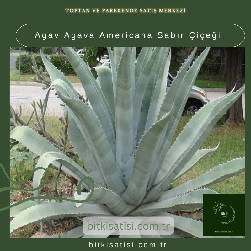 Az Bakım, Büyük Güzellik: Sabır Çiçeği Agave Americana Fidanları Satışta