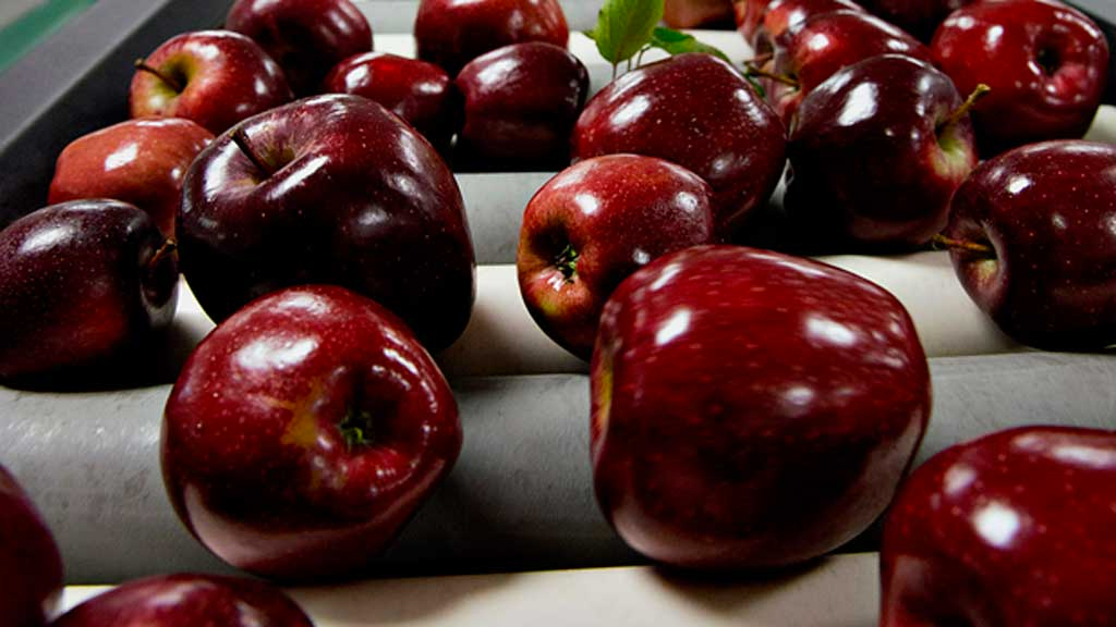 Bahçenizde Kırmızı Elma Keyfini Red Delicious Elması ile Yaşayın