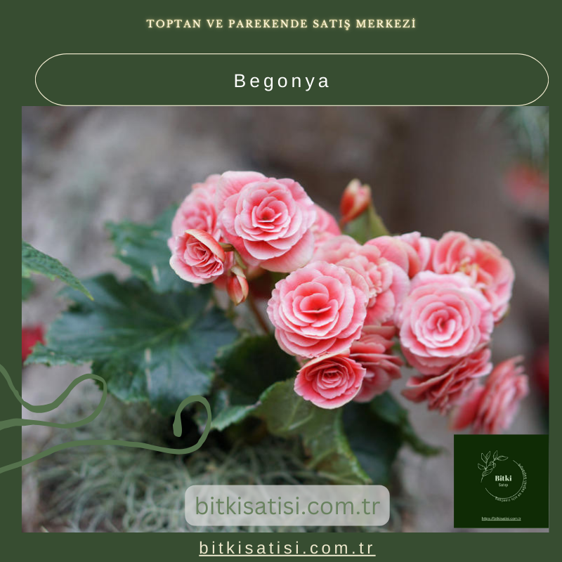 Begonya Çiçeği Satın Al – İdeal İç Mekan Bitkisi