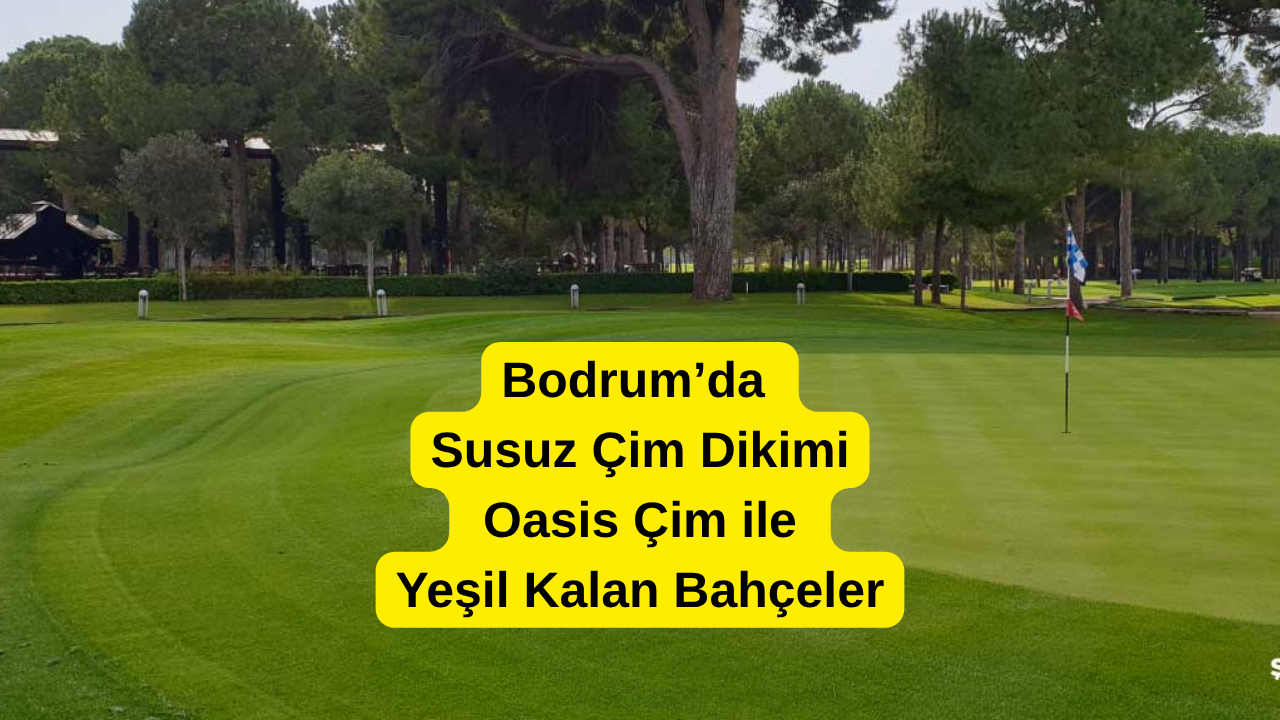 Bodrum’da Susuz Çim Dikimi: Oasis Çim ile Yeşil Kalan Bahçeler