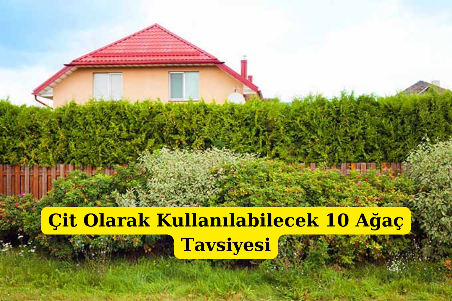 Çit Olarak Kullanılabilecek 10 Ağaç Tavsiyesi