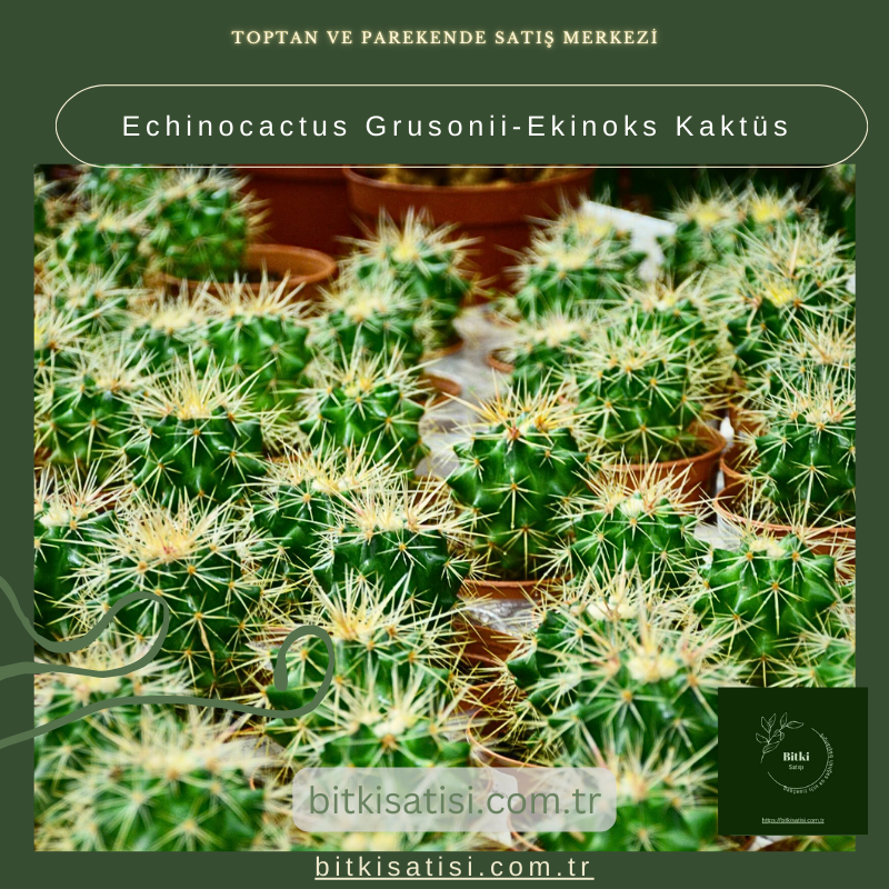 Echinocactus Grusonii (Ekinoks Kaktüsü) Bakımıyla Güzel Bir Bahçe