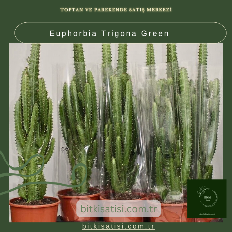 Euphorbia Trigona Green: Minimalist Tarzda Muhteşem Bir Sukulent!