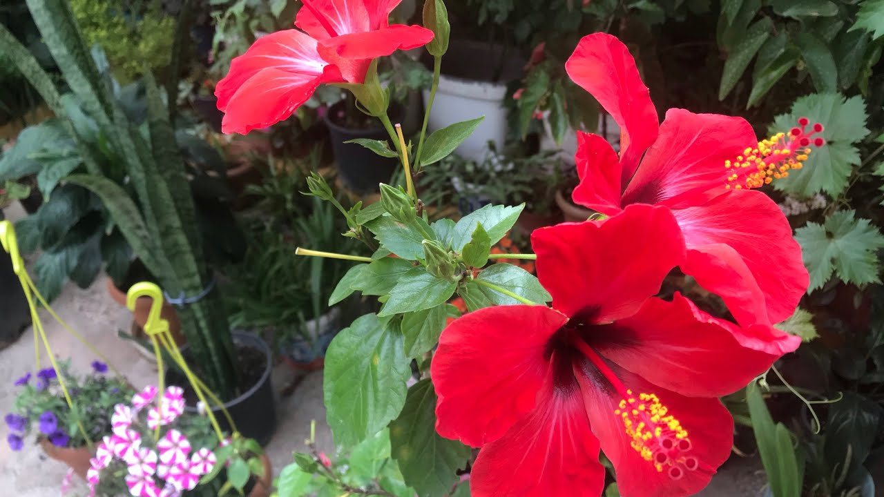 Hibiskus Gülü: Ev ve Bahçe İçin Estetik ve Dayanıklı Seçim
