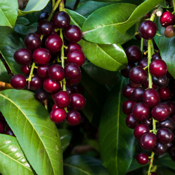 Karayemiş Fidanı Prunus Laurocerasus: Sağlam ve Estetik Çalılar için Sipariş Verin
