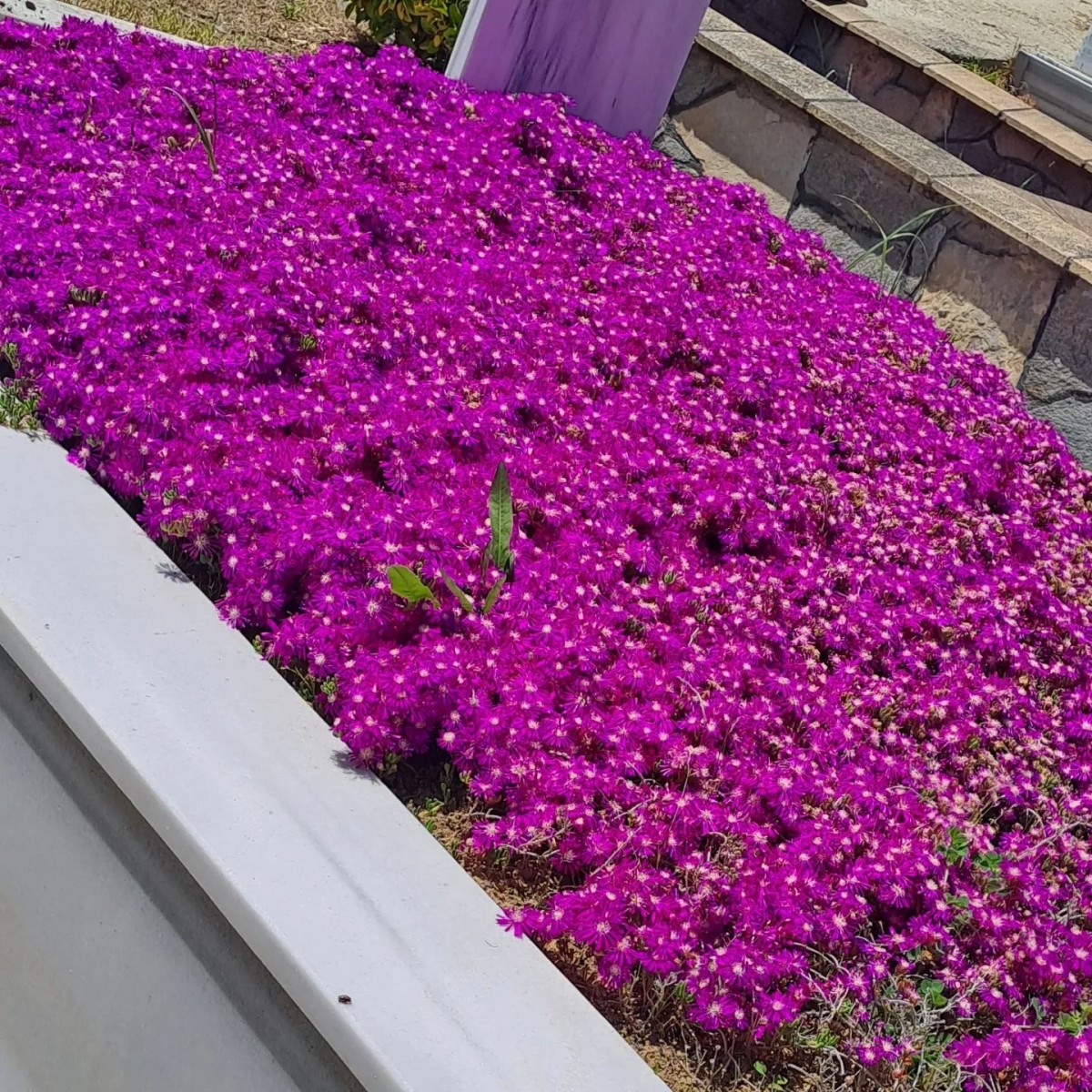 Mezar Çiçeği Seçiminde Rehber: Yaz-Kış Dayanıklı, Az Su İsteyen Çeşitler ve Fiyatlar