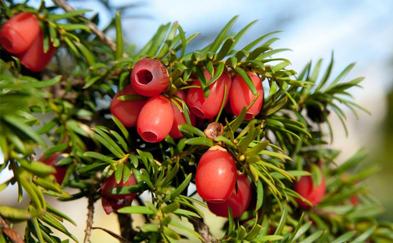 Porsuk Ağacı: Peyzajda Topiary ve Çit Bitkisi Olarak Kullanım