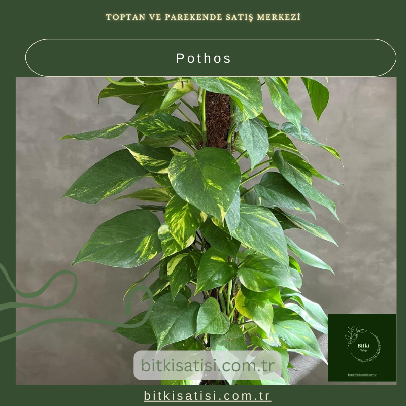 Pothos Bitkisi – Sağlıklı İç Mekan Havası İçin Hava Temizleyici Bitki