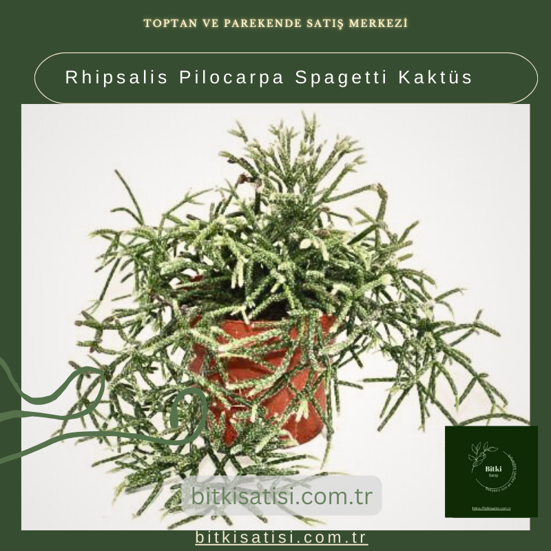 Rhipsalis Pilocarpa (Spagetti Kaktüs): Evinize Tropikal Bir Şıklık Katın