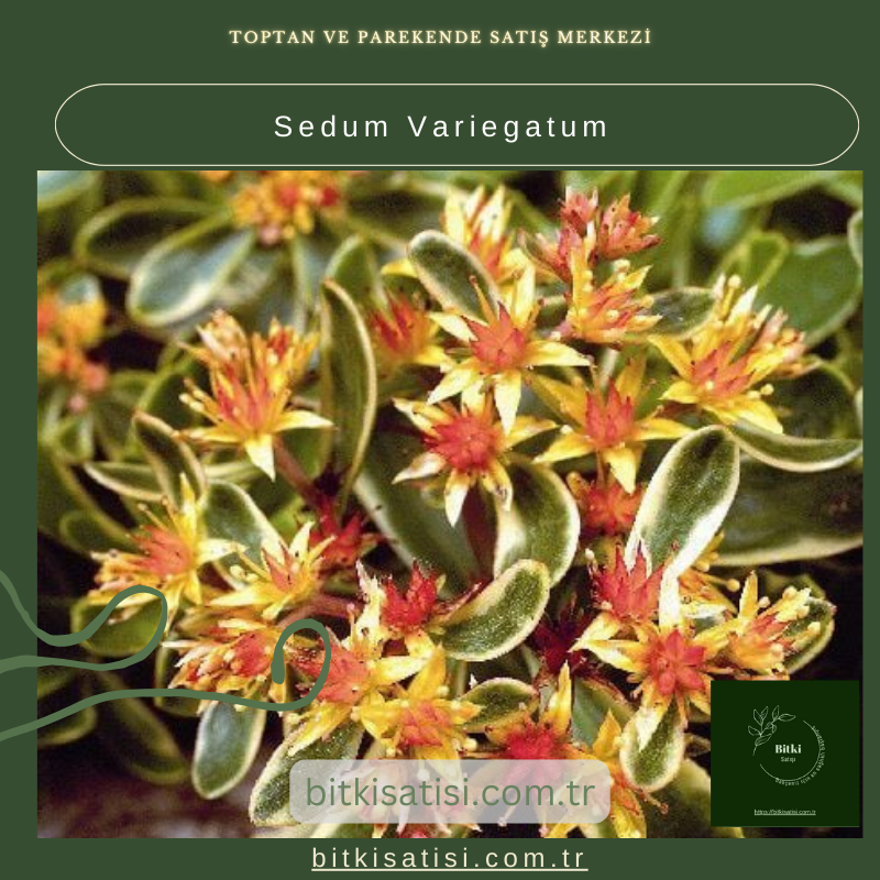 Sedum Variegatum: Doğal Şıklık ve Düşük Bakım İhtiyacı