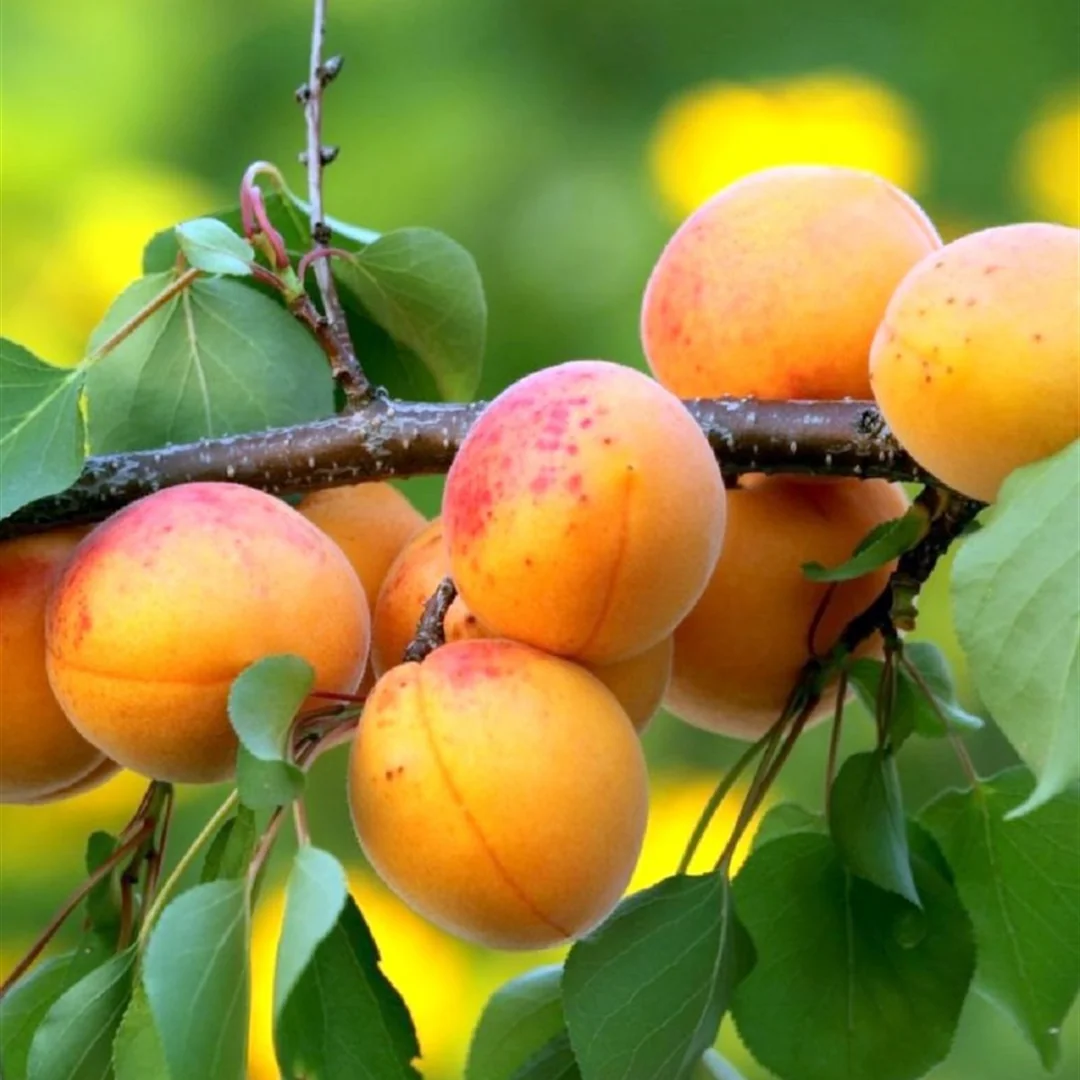 Şekerpare Kayısı Fidanı Satışı: Bahçenizi Şekere Dönüştürün