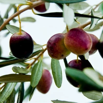 Verimli ve Sağlıklı Zeytinler İçin Hakiki Gemlik Zeytin Fidanı!