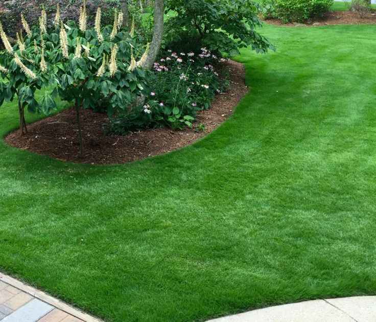 Zoysia Çimi Nedir? Özellikleri, Avantajları ve Bakım Rehberi