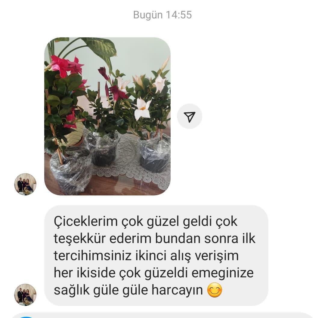 3 renkli Mandavilla Sarmaşığı 3 renkli Mandavilla Sarmaşığı