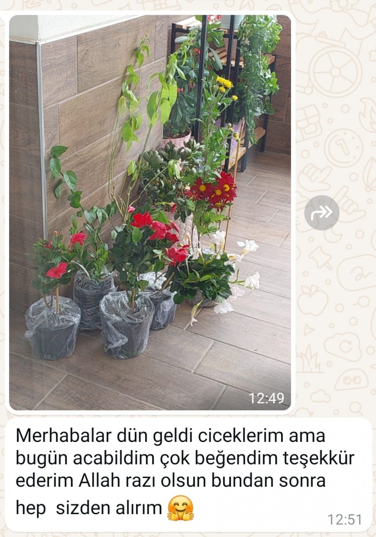 4 Renkli Begonvil Çiçeği