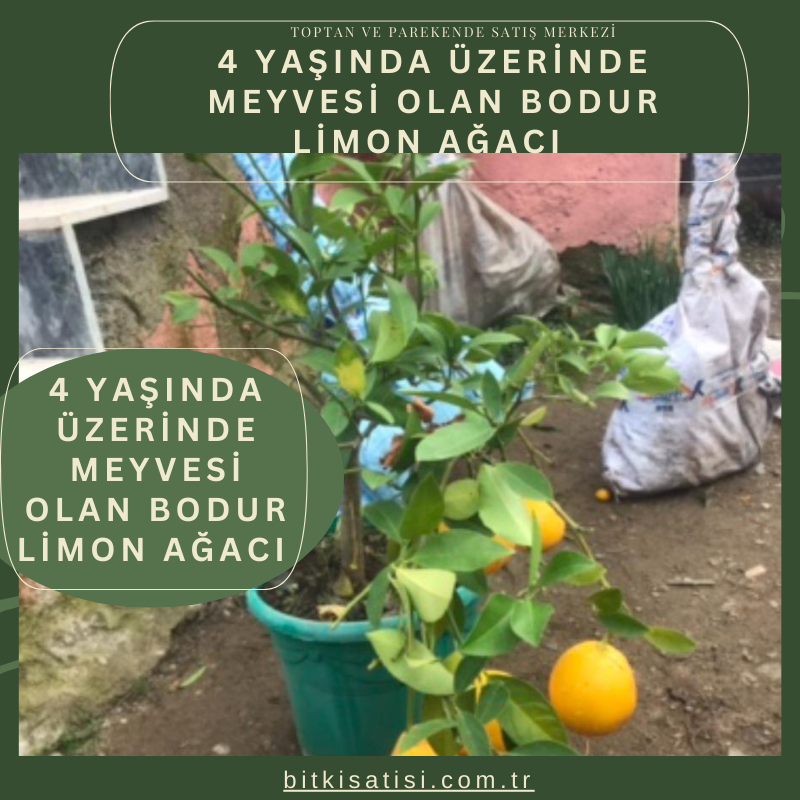 4 Yaşında Üzerinde Meyvesi Olan Bodur Limon Ağacı