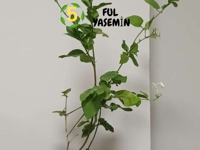 6lı set. 6 saksıda 6 çiçek Beyaz kartopu Acem borusu Leylak Ortanca Mor salkım Ful yasemin