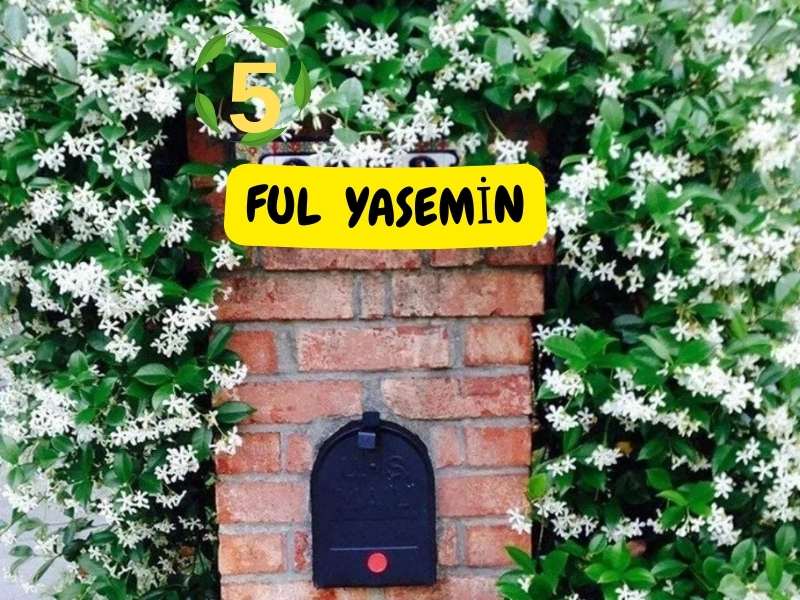 6lı set. 6 saksıda 6 çiçek Beyaz kartopu Acem borusu Leylak Ortanca Mor salkım Ful yasemin