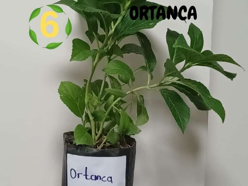 6lı set. 6 saksıda 6 çiçek Beyaz kartopu Acem borusu Leylak Ortanca Mor salkım Ful yasemin