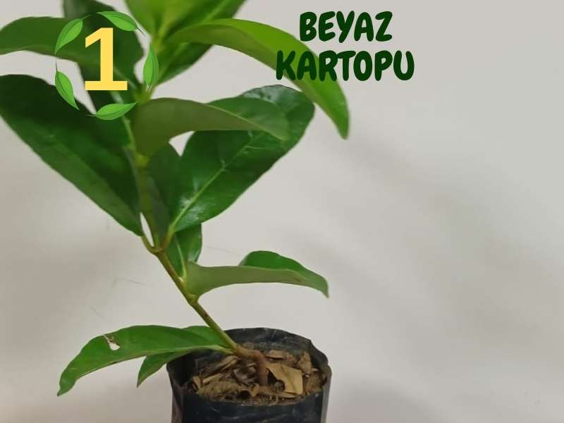 6lı set. 6 saksıda 6 çiçek Beyaz kartopu Acem borusu Leylak Ortanca Mor salkım Ful yasemin