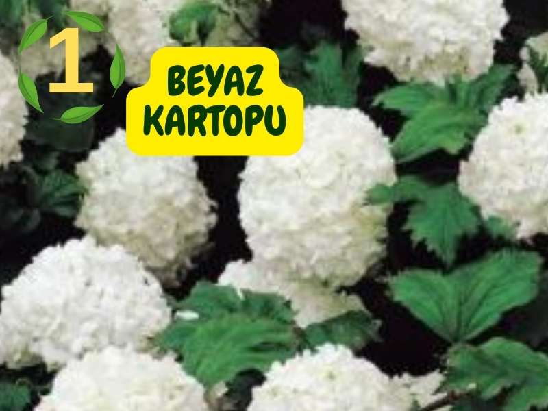 6lı set. 6 saksıda 6 çiçek Beyaz kartopu Acem borusu Leylak Ortanca Mor salkım Ful yasemin