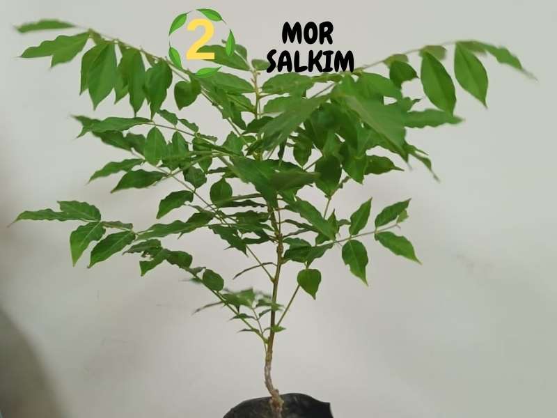 6lı set. 6 saksıda 6 çiçek Beyaz kartopu Acem borusu Leylak Ortanca Mor salkım Ful yasemin