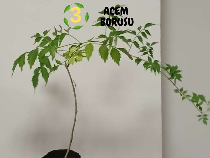 6lı set. 6 saksıda 6 çiçek Beyaz kartopu Acem borusu Leylak Ortanca Mor salkım Ful yasemin