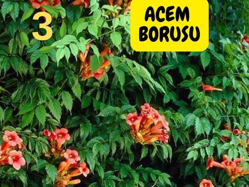 6lı set. 6 saksıda 6 çiçek Beyaz kartopu Acem borusu Leylak Ortanca Mor salkım Ful yasemin