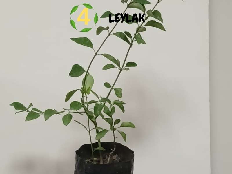 6lı set. 6 saksıda 6 çiçek Beyaz kartopu Acem borusu Leylak Ortanca Mor salkım Ful yasemin