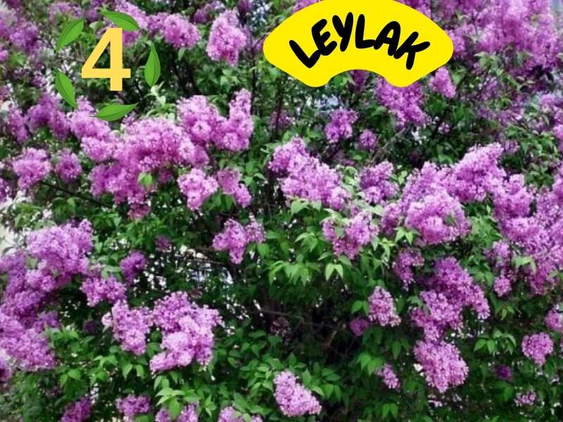 6lı set. 6 saksıda 6 çiçek Beyaz kartopu Acem borusu Leylak Ortanca Mor salkım Ful yasemin