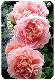 Abraham Darby Gülü Fidanı: Göz Alıcı Çiçeklerle Bahçenizi Şenlendirin Abraham Darby Gülü Fidanı: Göz Alıcı Çiçeklerle Bahçenizi Şenlendirin