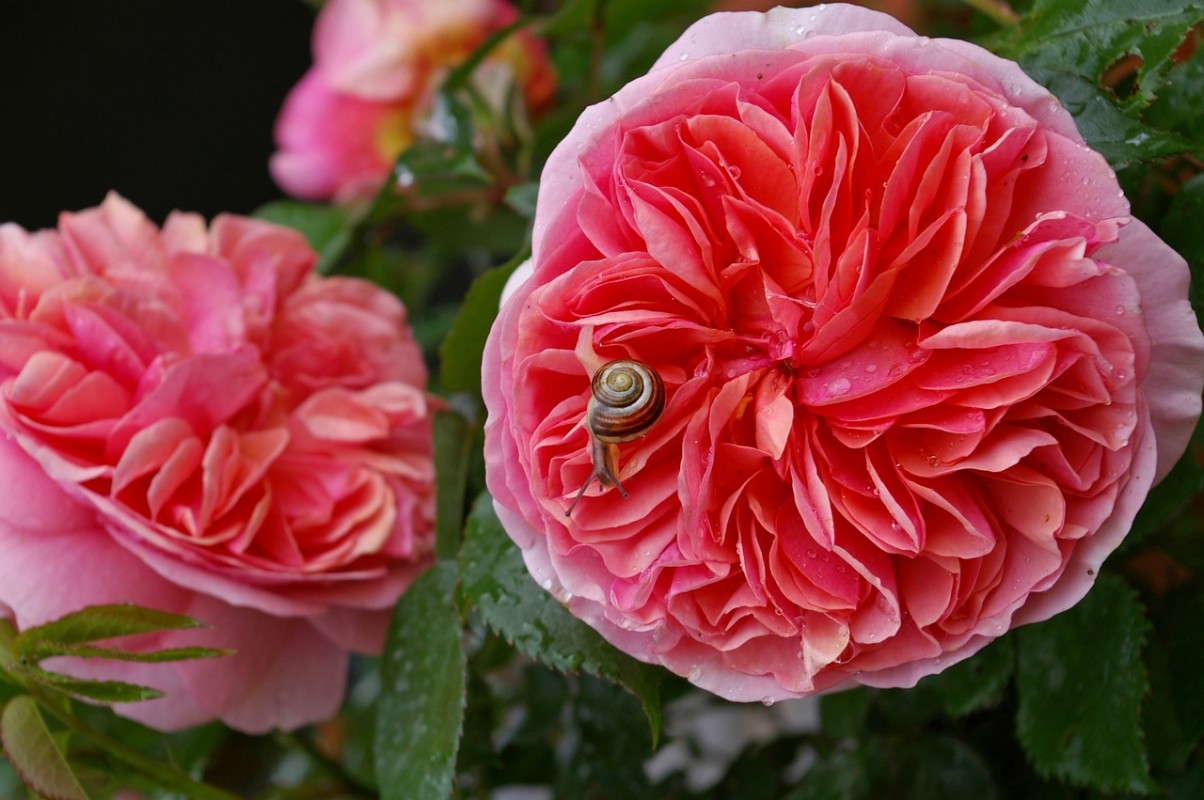 Abraham Darby Gülü Fidanı: Göz Alıcı Çiçeklerle Bahçenizi Şenlendirin