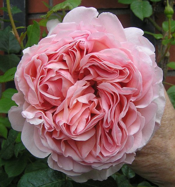 Abraham Darby Gülü Fidanı: Göz Alıcı Çiçeklerle Bahçenizi Şenlendirin Abraham Darby Gülü Fidanı: Göz Alıcı Çiçeklerle Bahçenizi Şenlendirin