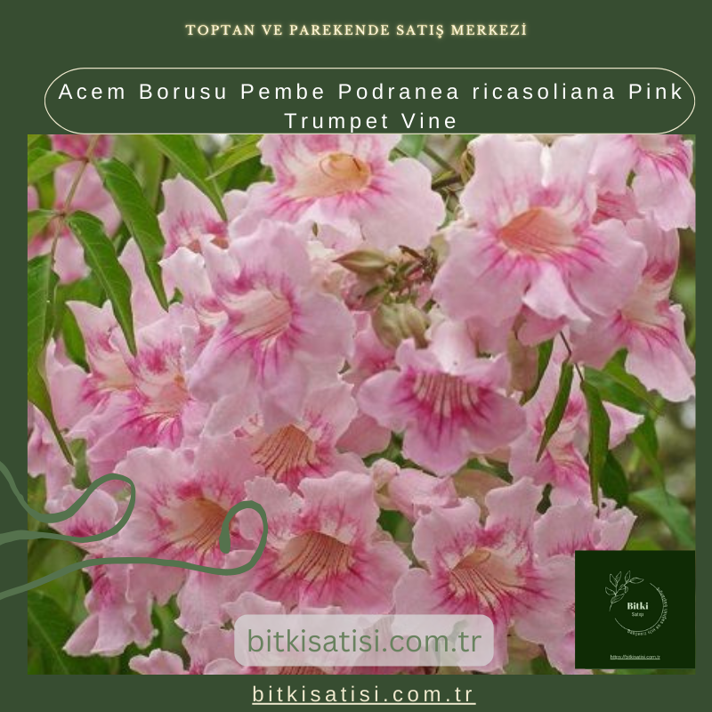 Acem Borusu Pembe Podranea ricasoliana Pink Trumpet Vine Acem Borusu Pembe Podranea ricasoliana Pink Trumpet Vine