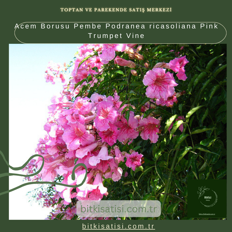 Acem Borusu Pembe Podranea ricasoliana Pink Trumpet Vine